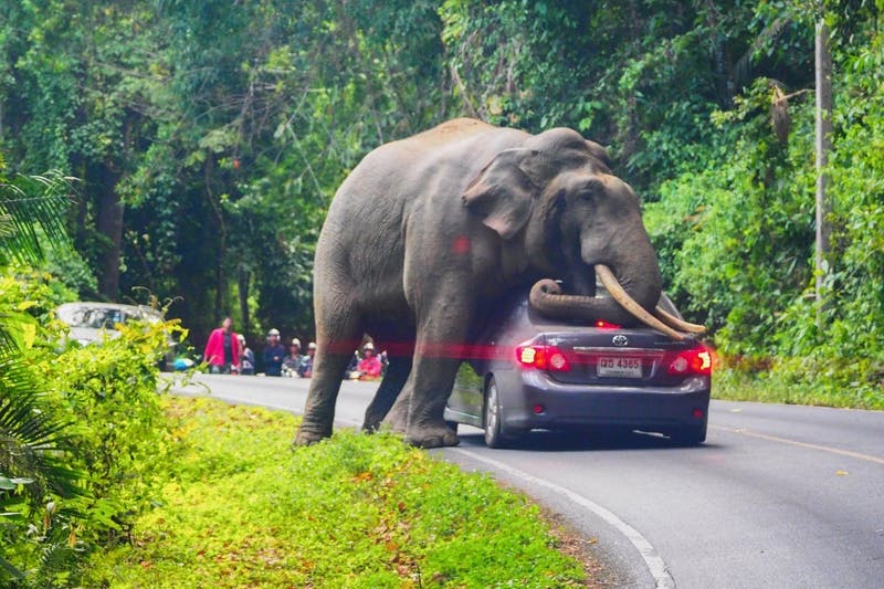 Elephant Attack ALERT!!